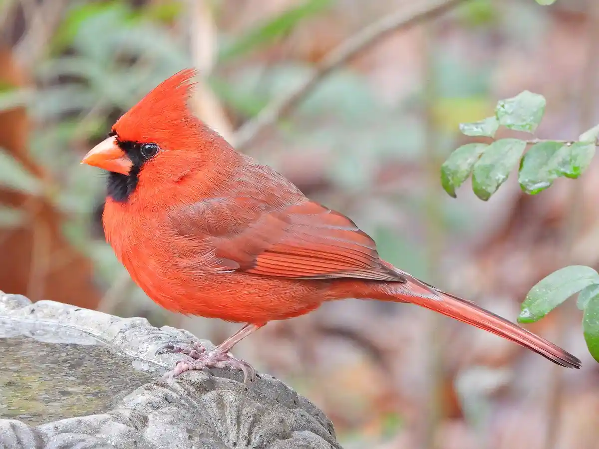 A male northern cardinal, bright red with a black face mask and crest, perches on a gray stone surface against a blurred…