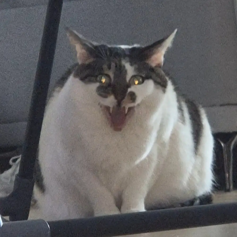 A black-and-white cat with wide eyes and an open mouth showing teeth sits on a dark surface, looking intensely at the…