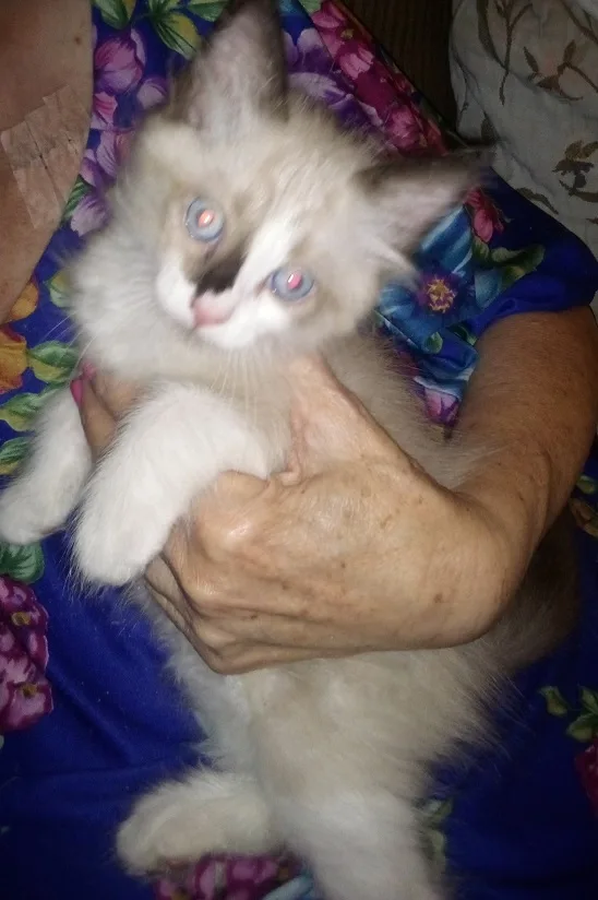 A fluffy, light-colored kitten with striking blue eyes is being held gently in the arms of an older person. The kitten's…