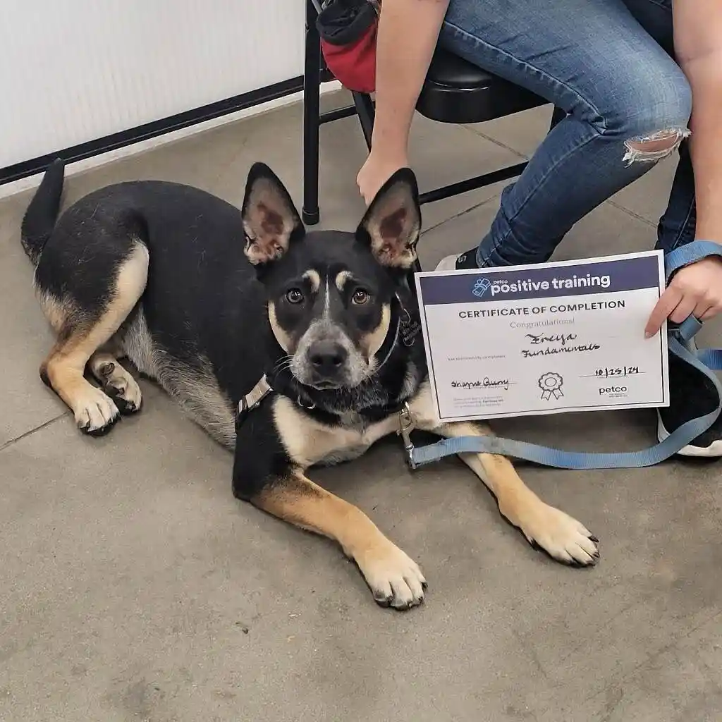 Freya has proudly graduated from both beginner and advanced classes just a month shy of her first birthday!