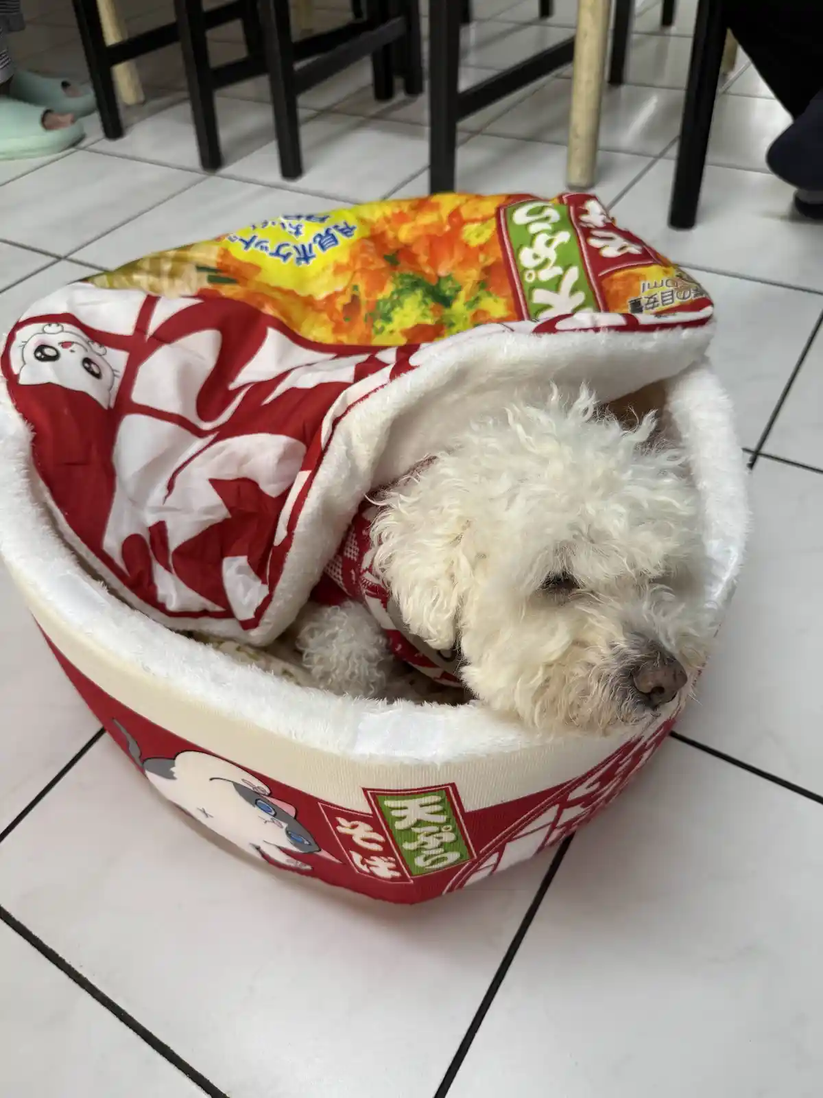 Meet My Adorable Doogo!