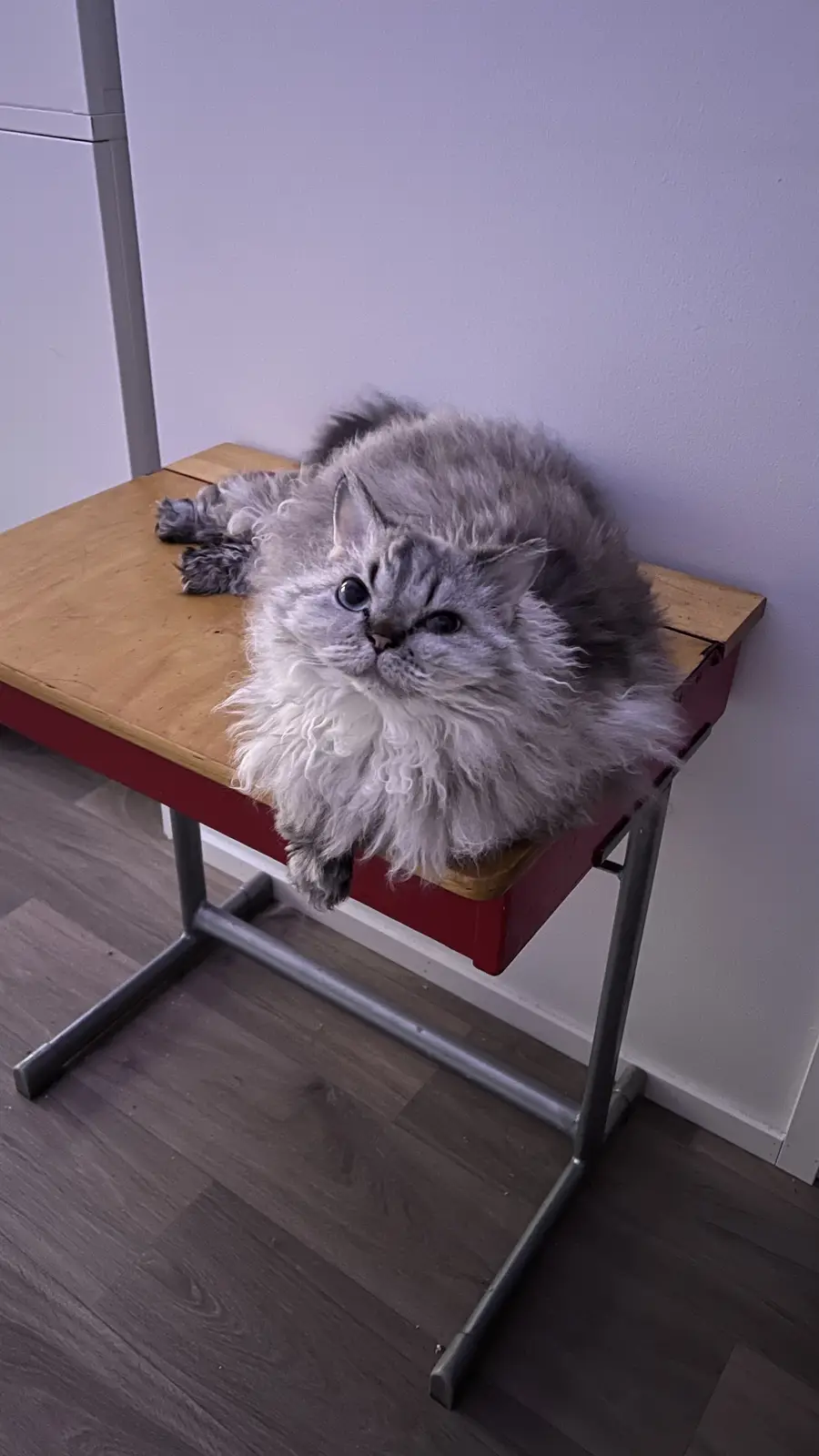 A fluffy, long-haired grey cat with blue eyes is lounging on a red and wooden school desk, looking directly at the camera…