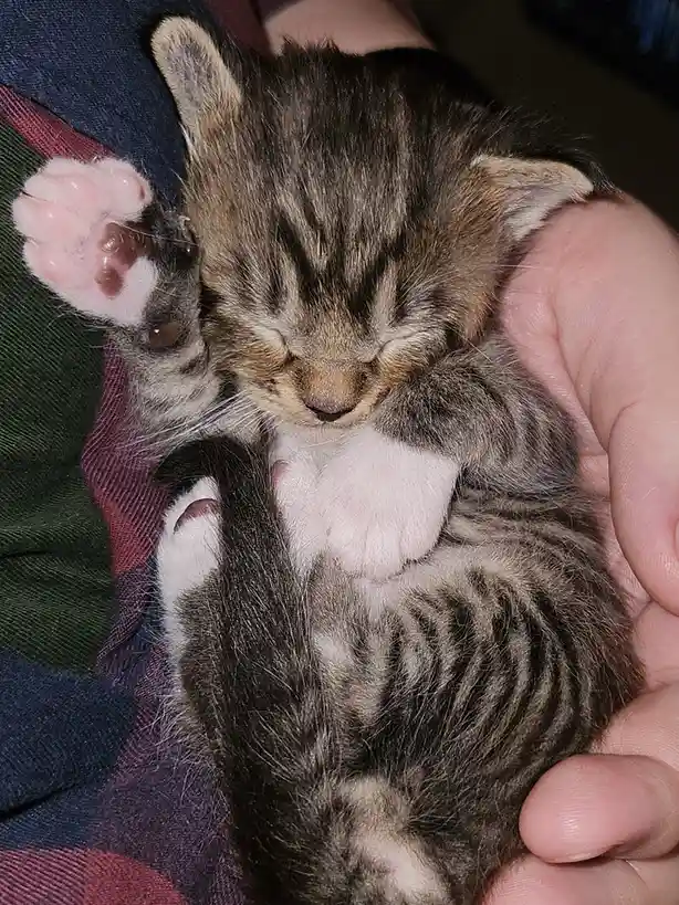 Meet the most adorable tiny kitten you'll ever see!