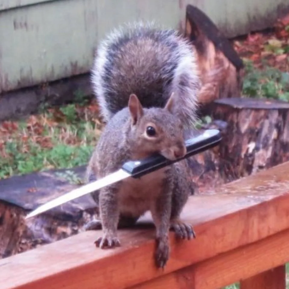 a gray squirrel with a bushy tail is perched on a wooden railing, holding a kitchen knife in its mouth. The background shows…