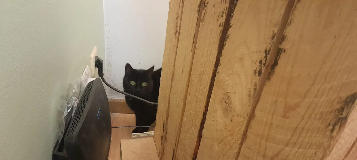 I Smell Tuna: A Cat's Favorite Aroma