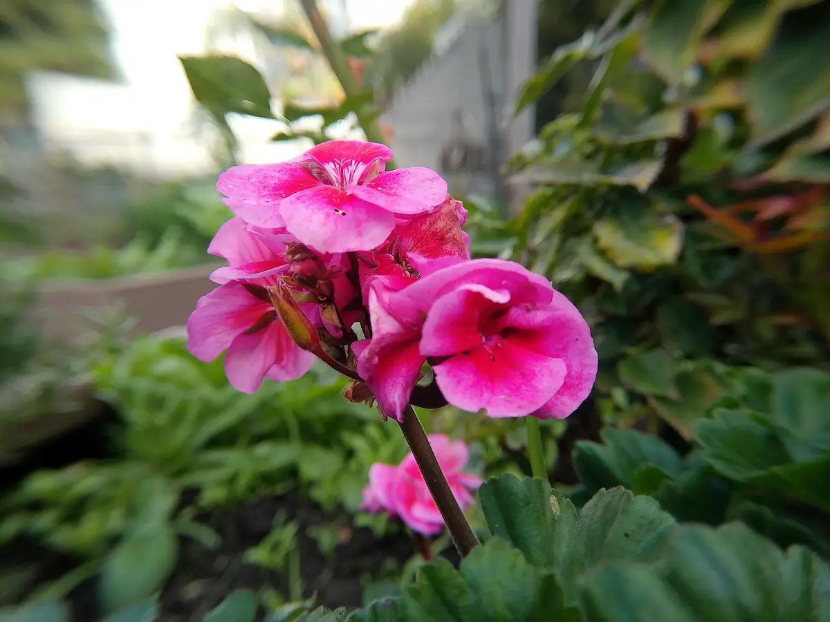 A Glimpse of Morning Macro Photography