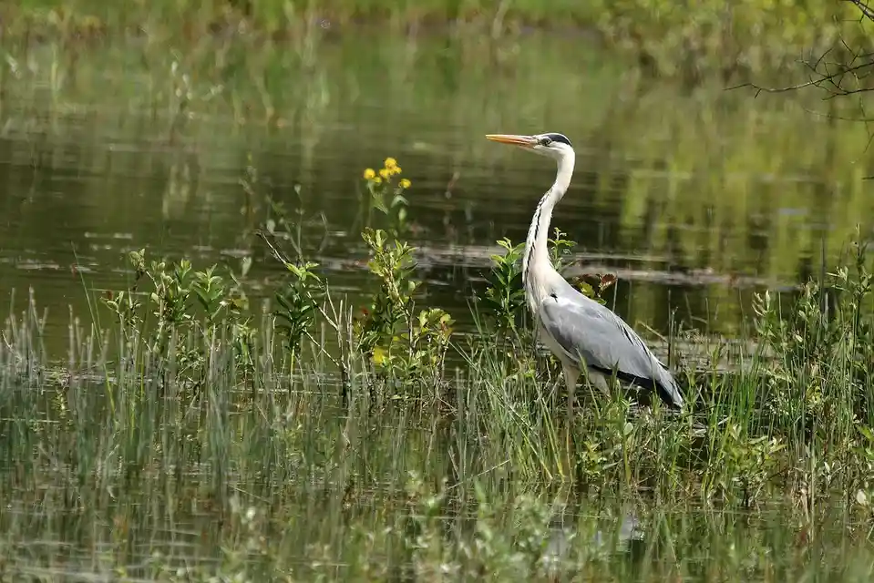 Hâron Cendrêne: A Glimpse from Vienne, France (06/24)