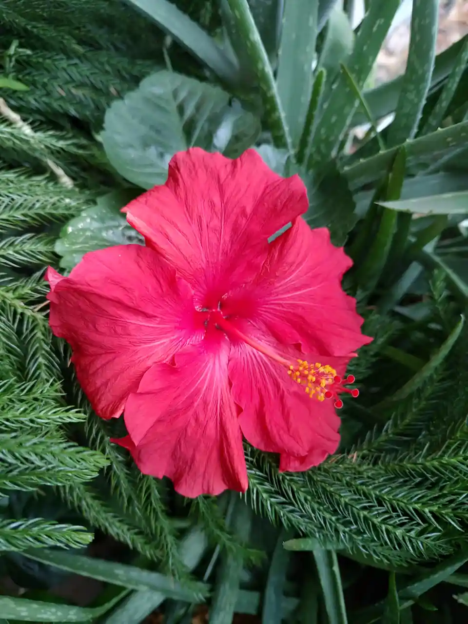 A vibrant red hibiscus flower with yellow stamens is centered in the image, surrounded by various green foliage including…