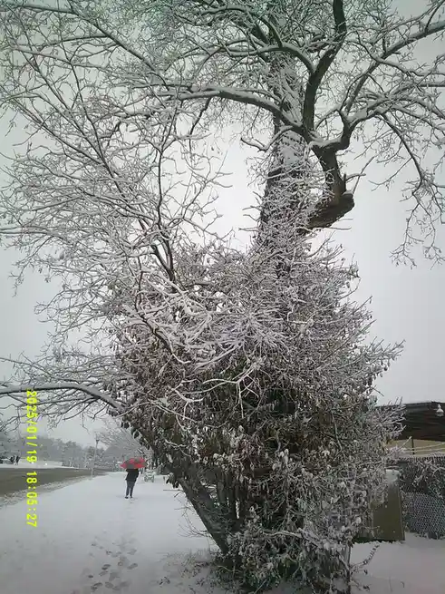 A person walks down a snowy path holding a red umbrella, with a large snow-covered tree dominating the foreground. The image…