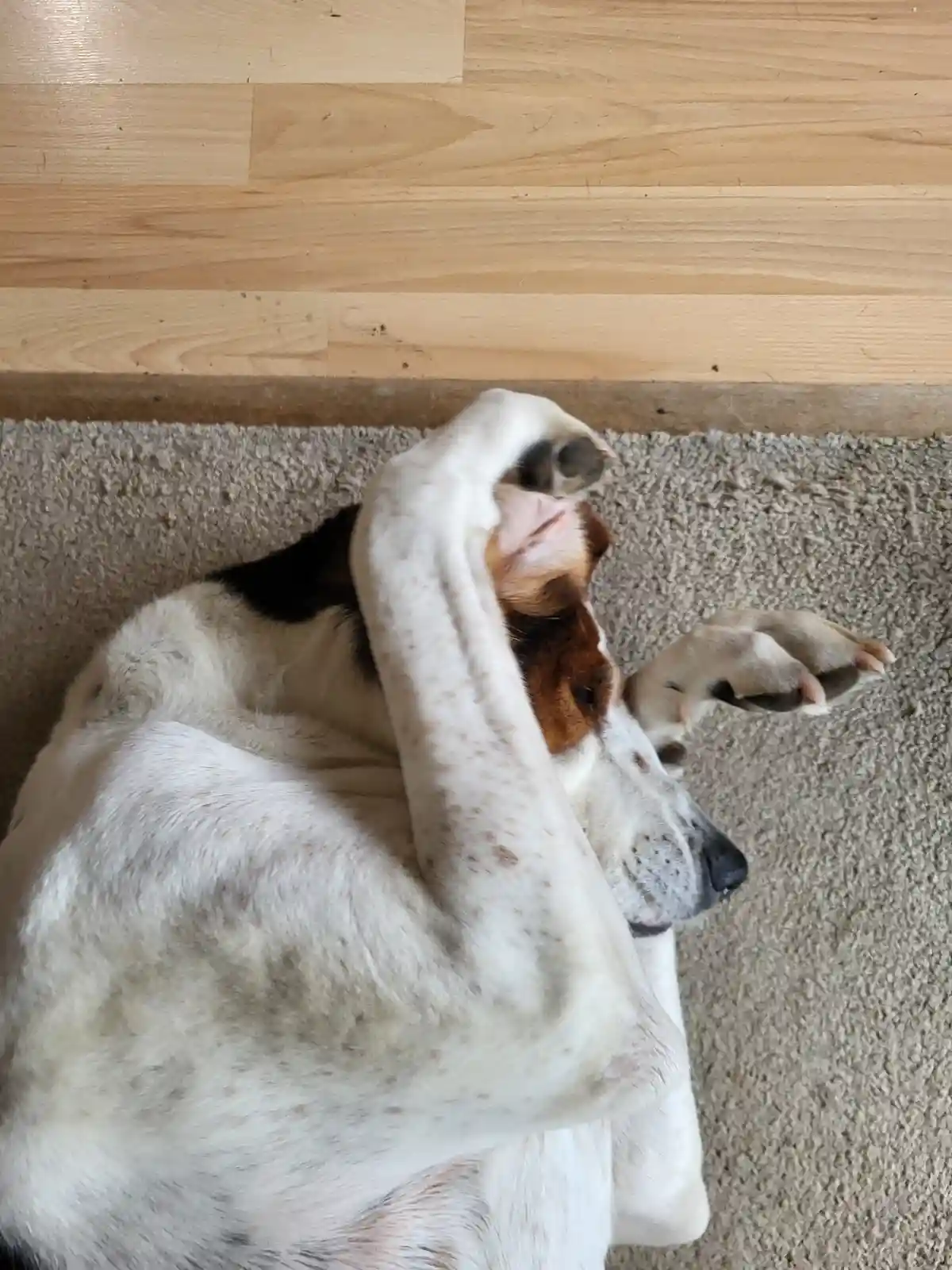 A white dog with brown and black markings lies on its side on a beige carpet, using its front paw to cover its face in a…