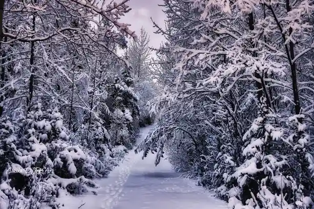 A serene winter scene shows a snow-covered path winding through a dense forest of snow-laden trees under a pale sky. The…