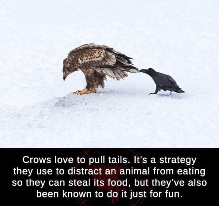 A photograph shows a large bird of prey, likely a hawk, standing in snow with its tail feathers being pulled by a smaller…