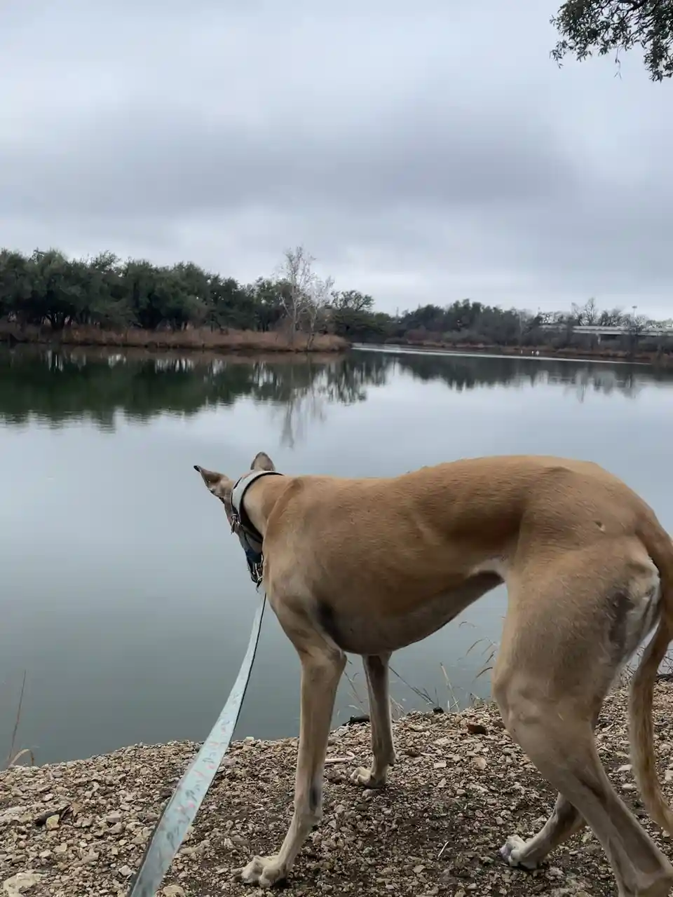 A tan, slender dog with a harness and leash stands at the edge of a calm lake, looking out over the water under an overcast…