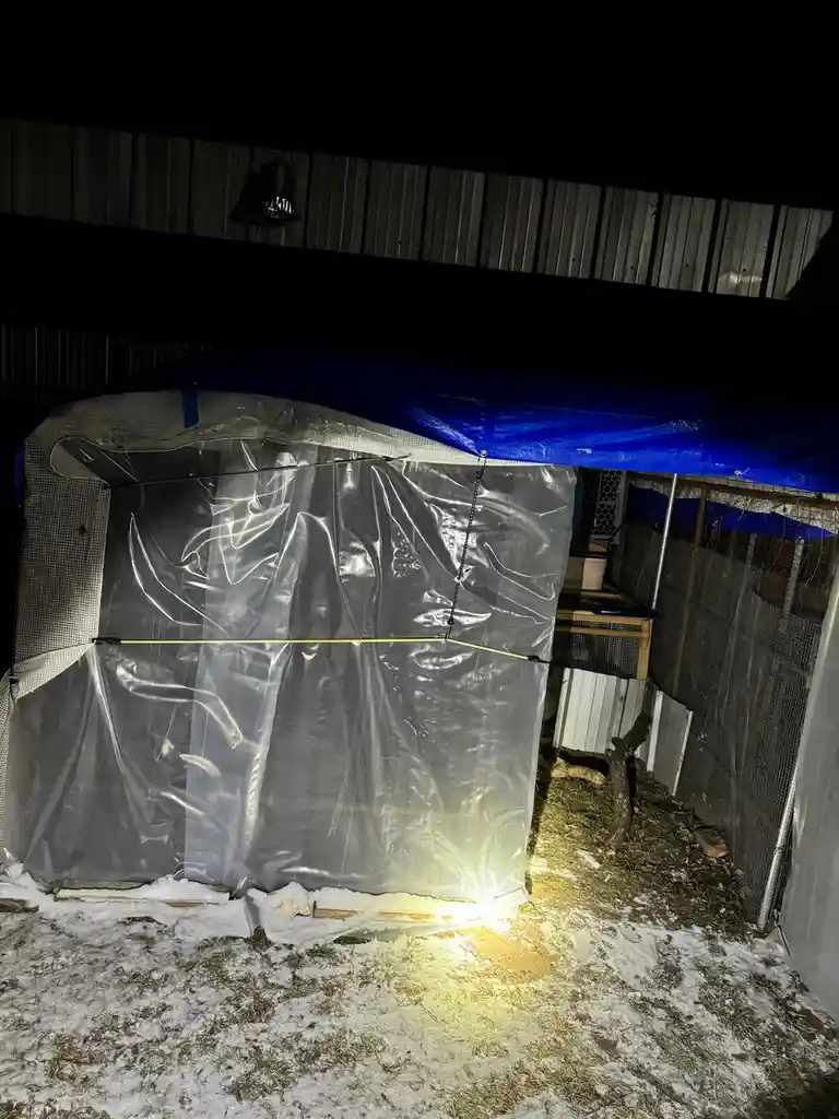 A makeshift greenhouse structure with a blue tarp roof and clear plastic walls is illuminated at night in a snowy yard, with…