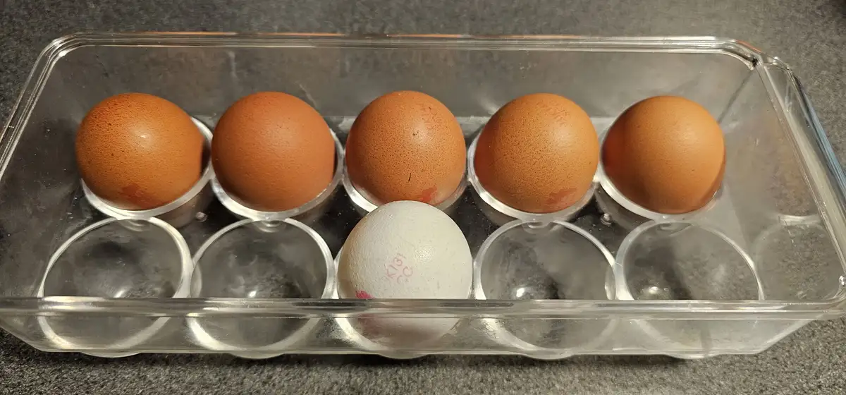 A clear plastic egg carton holds five brown eggs in the top row and one white egg in the bottom row, with the white egg…