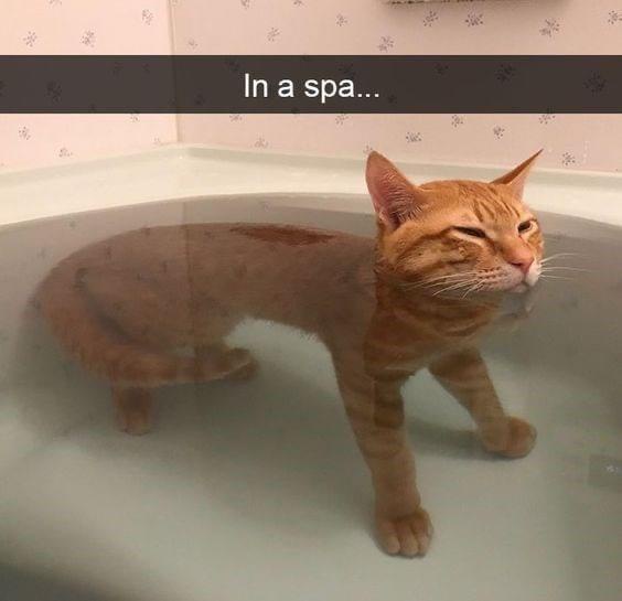 An orange tabby cat stands in a bathtub filled with water, looking relaxed with half-closed eyes. The text overlay reads 'In…
