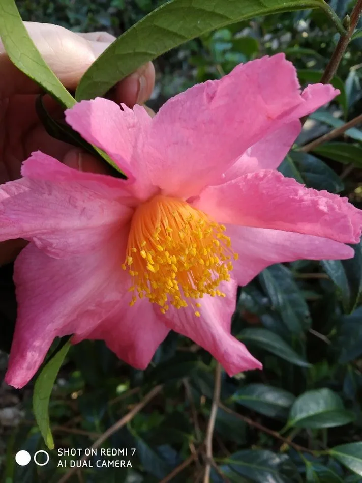 A close-up photo shows a hand gently holding a vibrant pink camellia flower with a yellow center, surrounded by green…