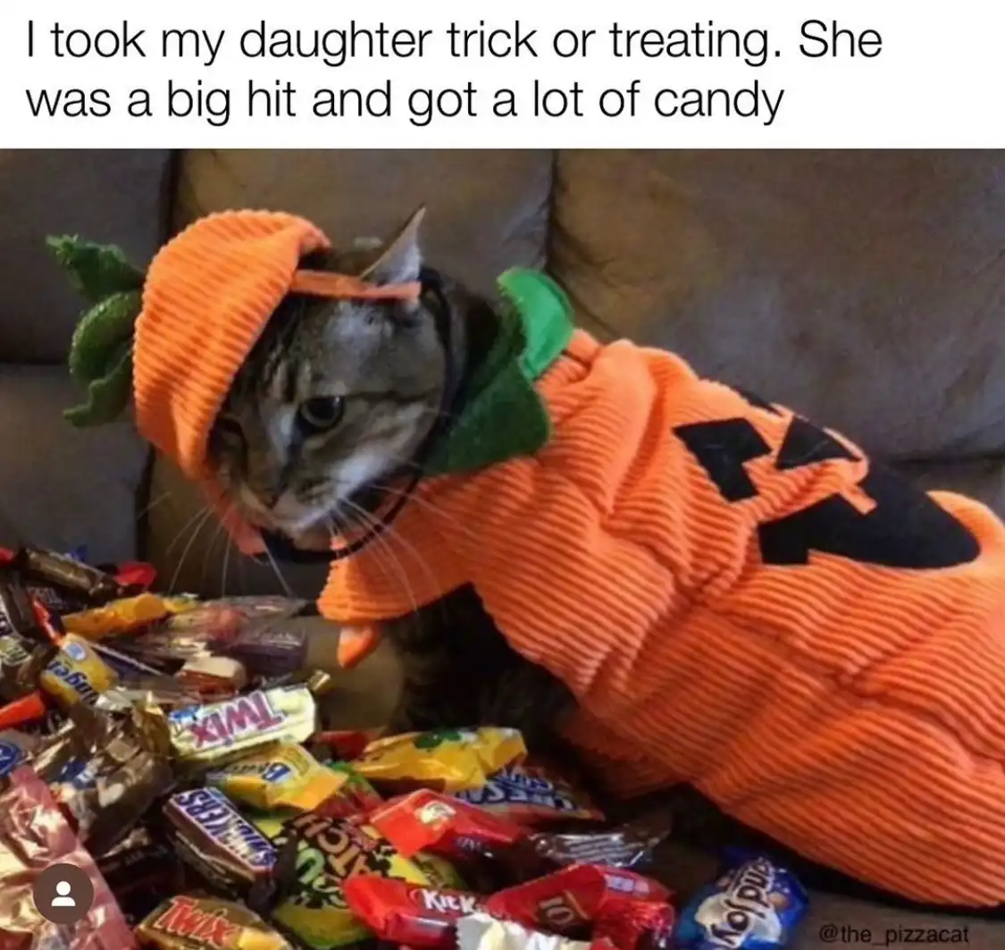 A gray tabby cat wearing an orange pumpkin costume with green leafy accents sits on a couch surrounded by a large pile of…