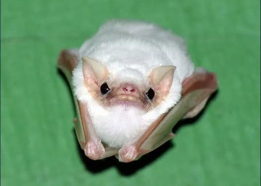 A small, white, fluffy bat with large dark eyes and pinkish nose and ears is shown hanging upside down against a solid green…