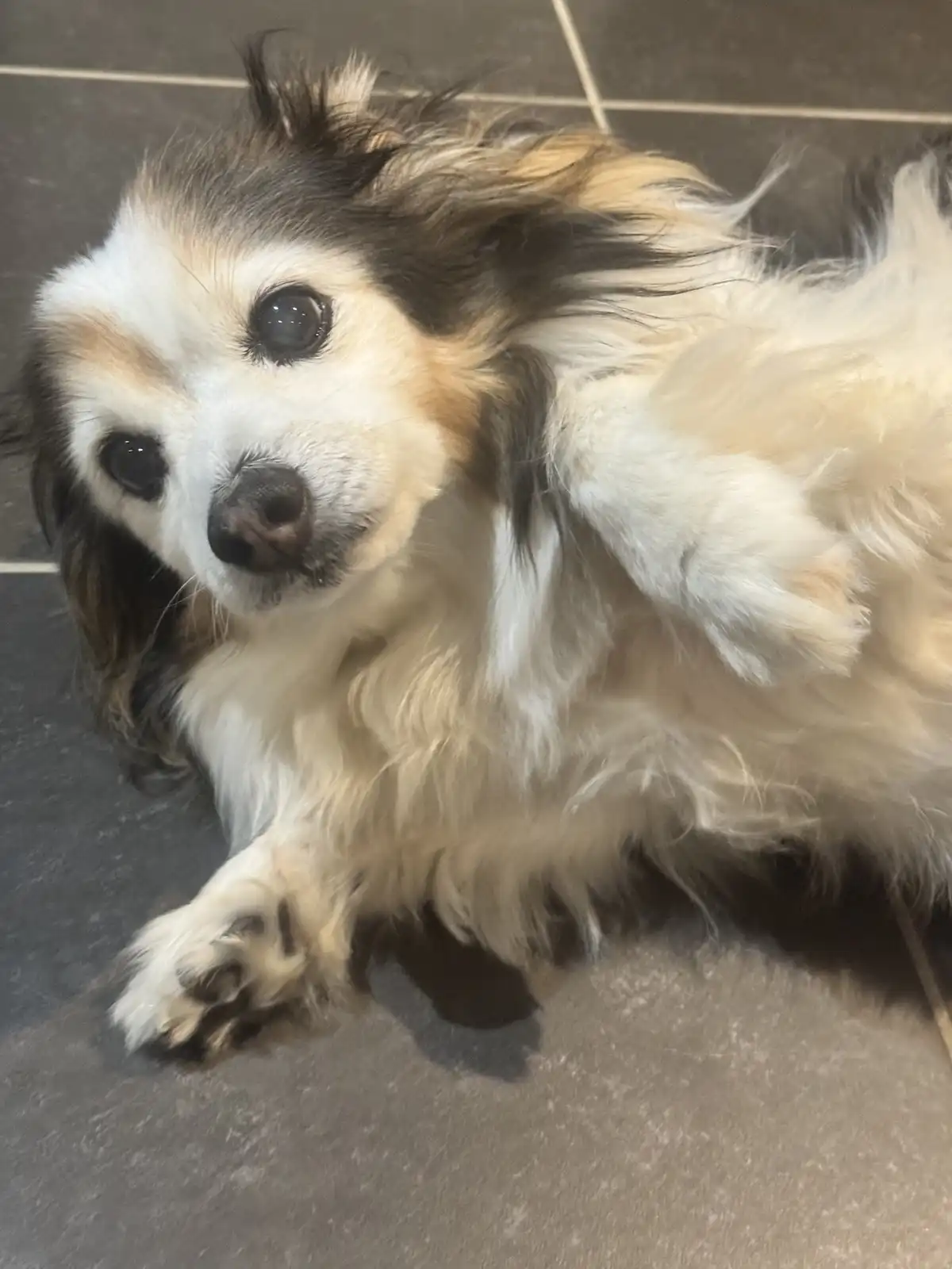 A fluffy, long-haired dog with white, black, and tan fur lies on its side on a dark tiled floor, looking up at the camera…