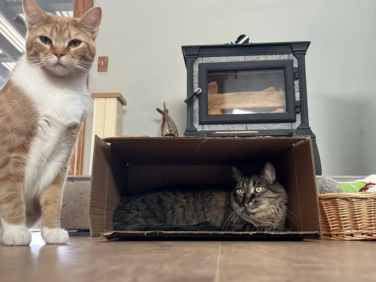 Trudy Relishing Her Cozy Box Time