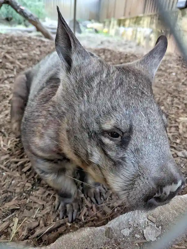 A close-up photo of a wombat with a weary, downward-looking expression, sitting on wood chips in an enclosure. The overlaid…