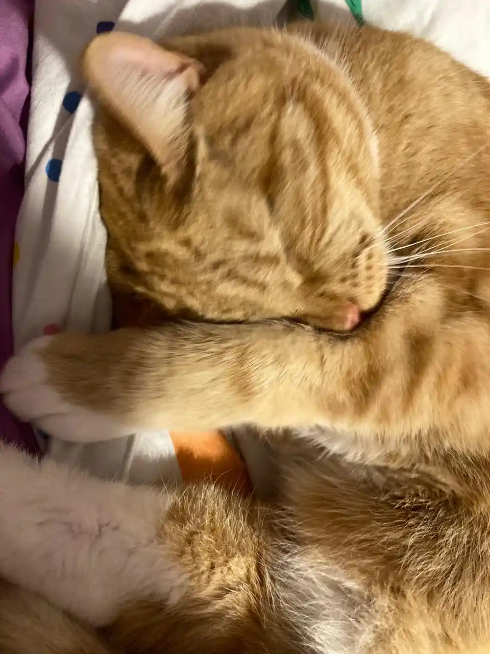A ginger tabby cat is curled up asleep on a bed with patterned blankets, its front paw tucked under its chin and eyes…