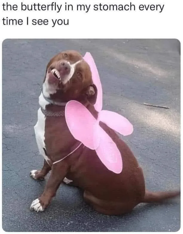 A brown and white pit bull dog is sitting on asphalt, wearing a pink plastic butterfly costume on its back. The dog is…
