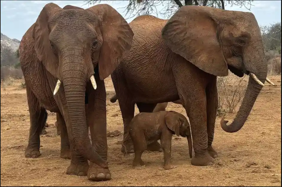 A photograph shows three elephants — two large adults and one small calf — standing together in a dry, dusty savanna…