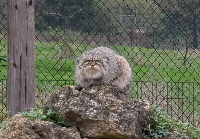 A close-up photo of a fluffy, round-faced Pallas's cat sitting atop a large rock in an enclosure with a chain-link fence and…