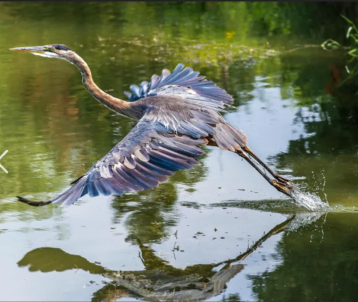A great blue heron is captured mid-stride, wings partially spread, running through shallow water with its legs splashing…