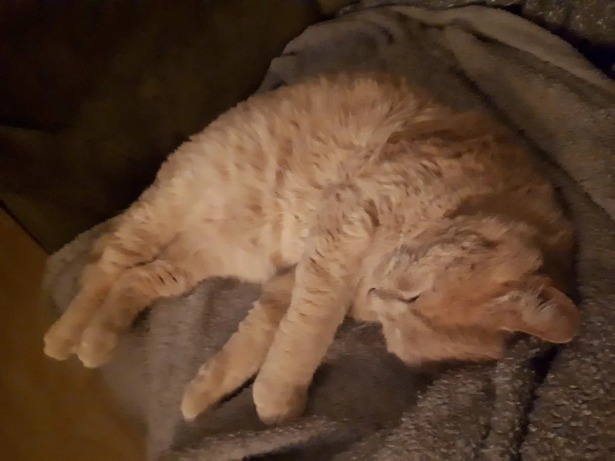 A ginger tabby cat is curled up and sleeping soundly on a gray blanket in a dimly lit room, its body relaxed and limbs…