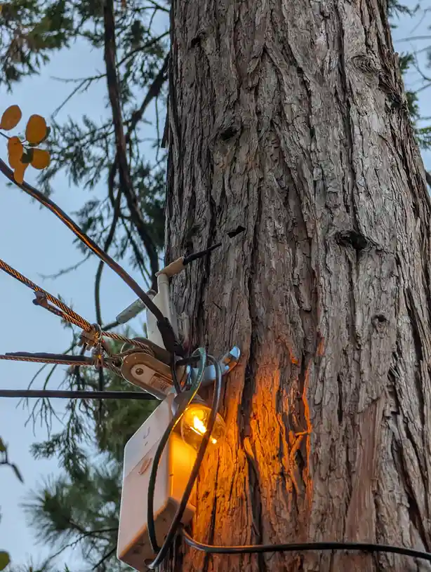 A close-up photo shows a white electrical outlet and a glowing light bulb attached to the rough bark of a large tree trunk…