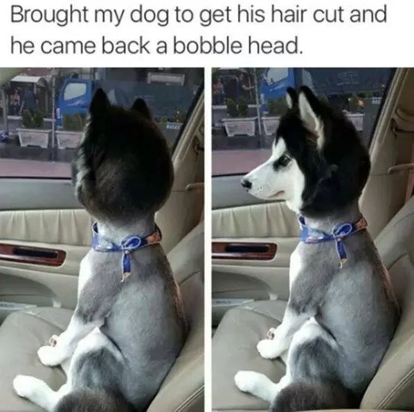 Two side-by-side photos show a husky dog sitting in a car, first viewed from behind with a very short, rounded haircut on…