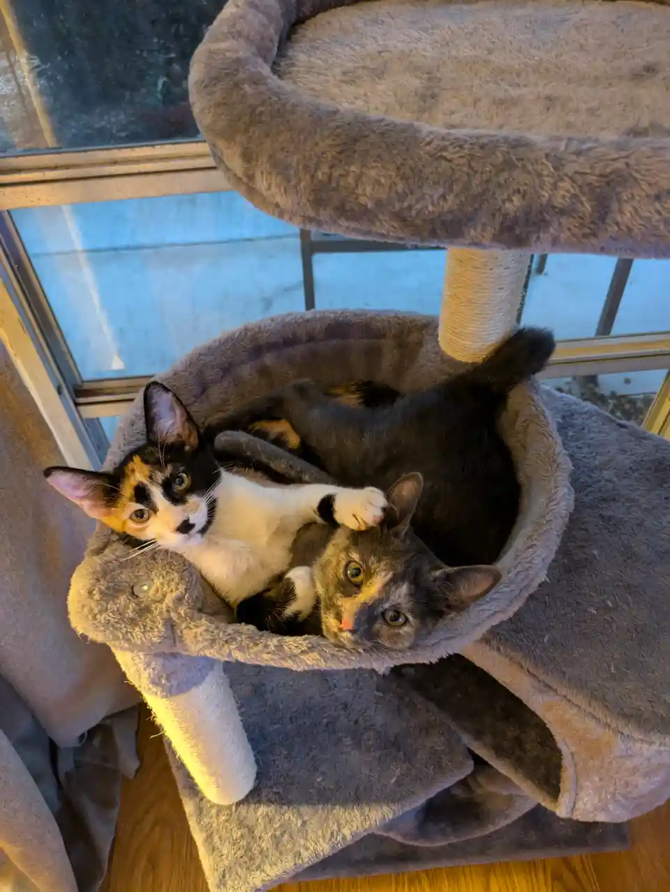 Two cats are nestled together in a plush, grey cat tree bed, looking up at the camera. One calico cat is on top, resting its…