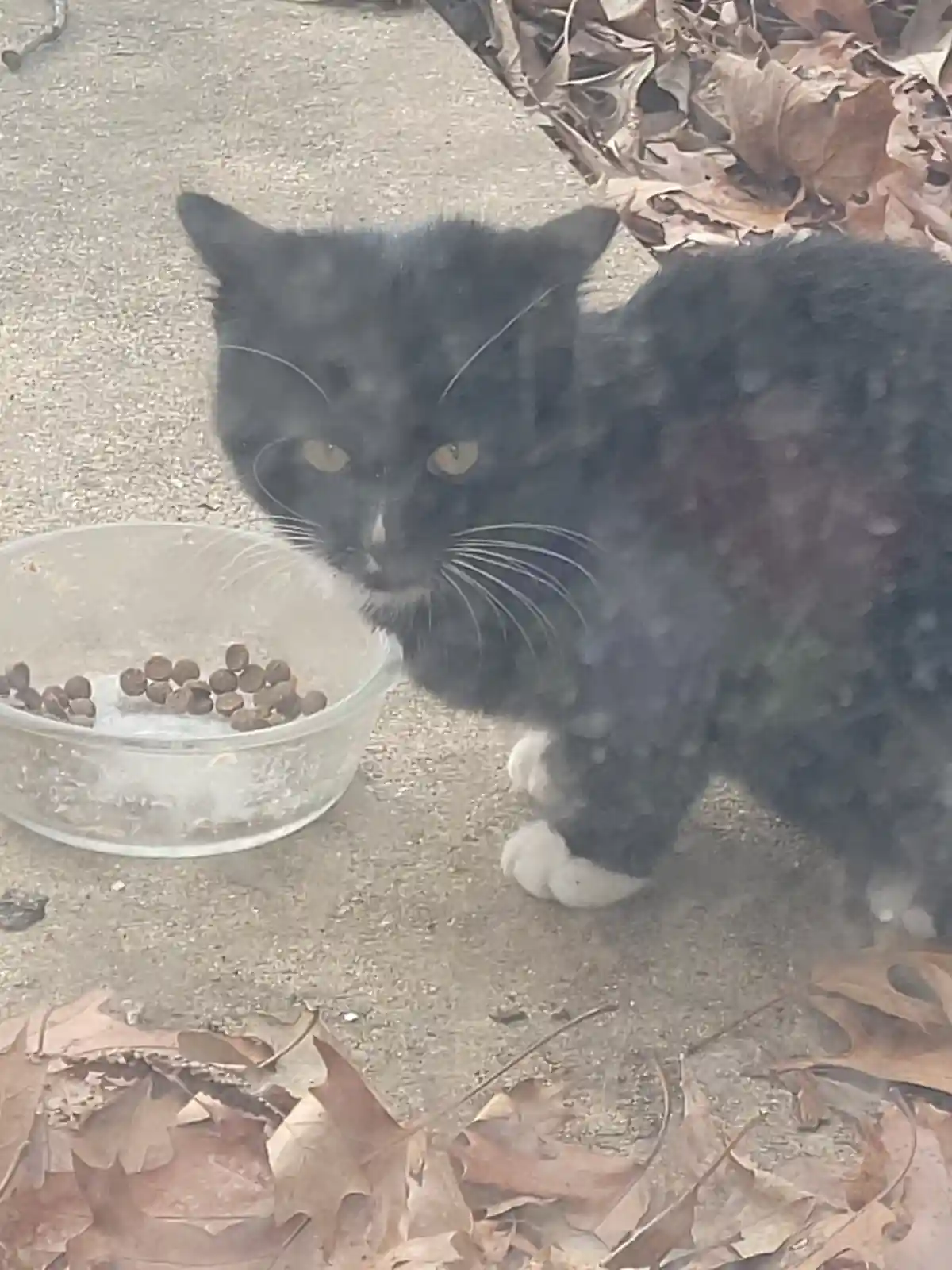 A black cat with white paws stands beside a clear plastic bowl of dry kibble on a concrete surface scattered with brown…