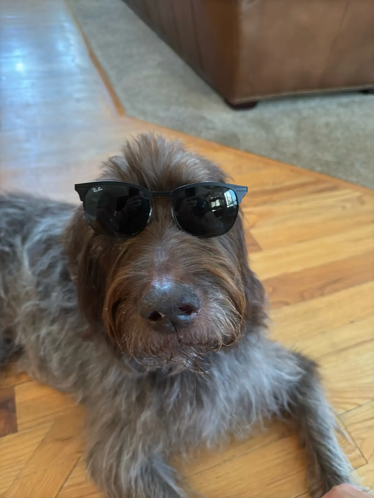 A shaggy, brown-and-gray dog with a wet nose lies on a wooden floor, wearing black Ray-Ban sunglasses. The dog looks…