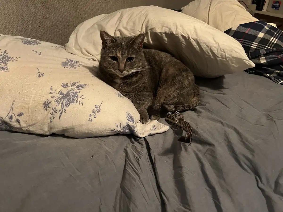 A gray tabby cat sits on a bed with rumpled gray sheets, nestled between pillows—one with a blue floral pattern and another…