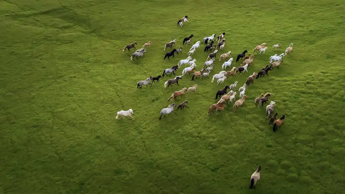 Icelandic horses, descended from Viking-brought ponies, may be small and shaggy but are classified as horses, unique to…