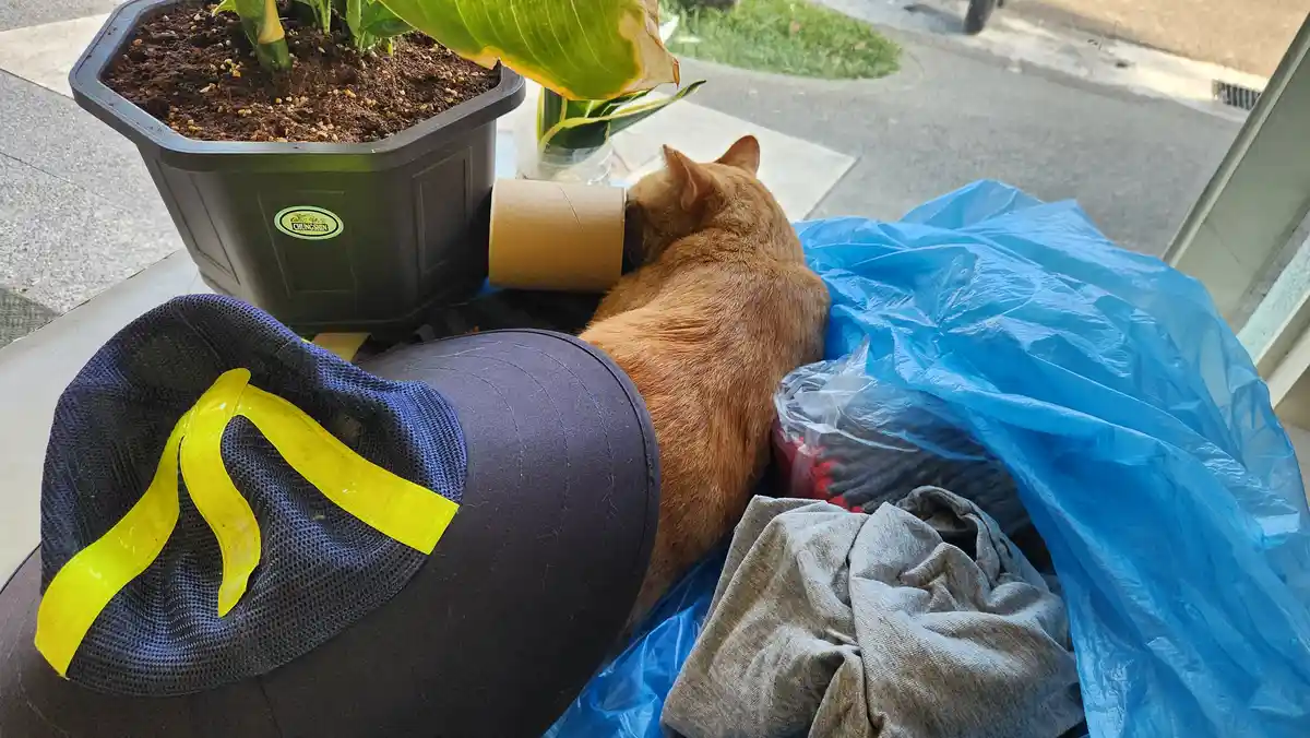 An orange tabby cat is curled up sleeping next to a large black potted plant, a cardboard tube, a blue tarp, and a dark blue…