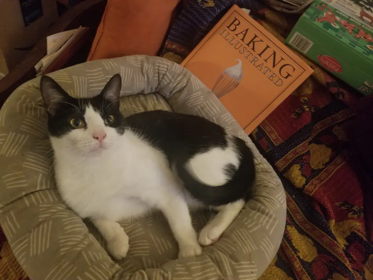 A black and white cat with wide, startled eyes sits in a patterned pet bed, looking directly at the camera. Beside the bed…