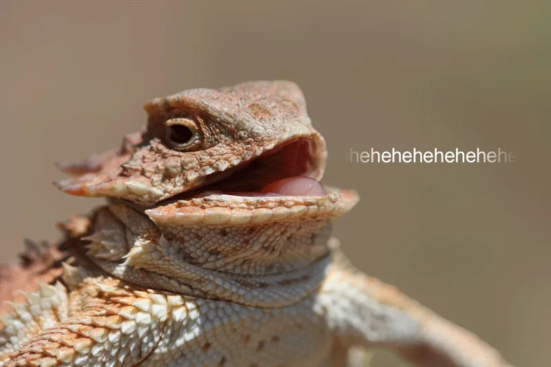 The image displays six identical close-up photos of a bearded dragon lizard with its mouth slightly open, arranged in two…