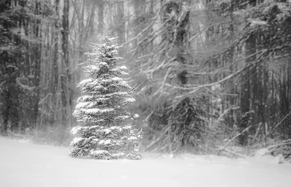 A black-and-white photograph shows a solitary pine tree heavily blanketed in snow, standing in a snowy forest with blurred…