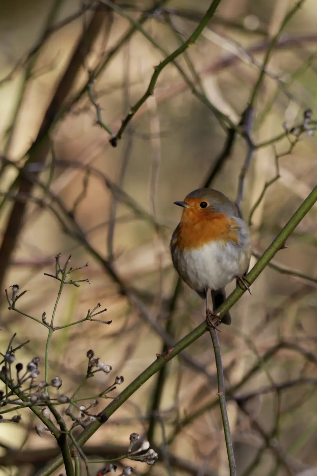 Nature's Daily Wonder: Moment #44 - The Perfect 'Click'