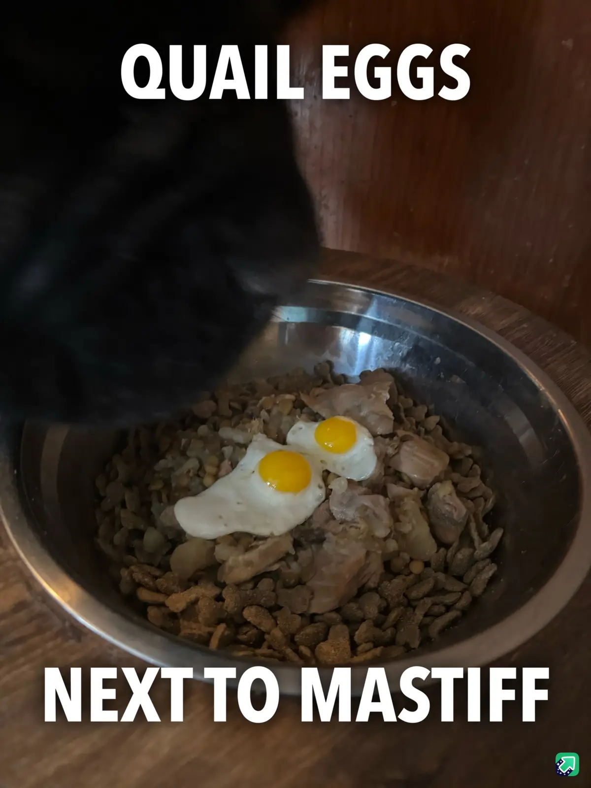 A close-up photo shows a metal dog bowl filled with kibble, meat chunks, and two sunny-side-up quail eggs. A black dog's…