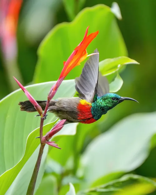 A vibrant sunbird with iridescent green head and red-orange breast is mid-flight near a bright orange flower, wings blurred…