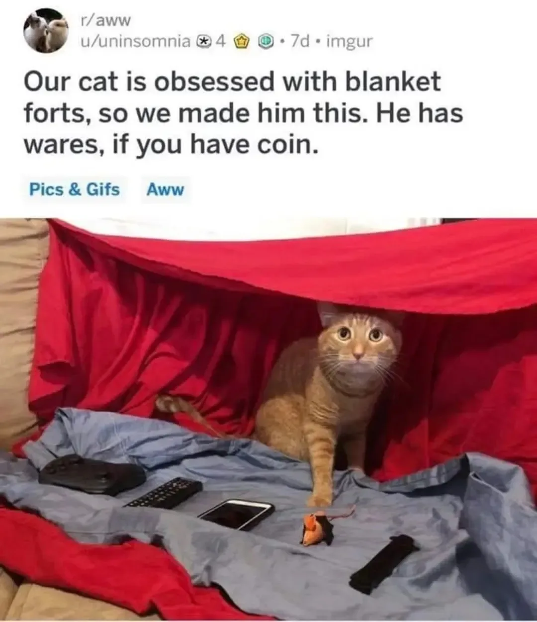 An orange tabby cat sits inside a makeshift fort made of a red blanket draped over a blue sheet on a couch. The cat looks…