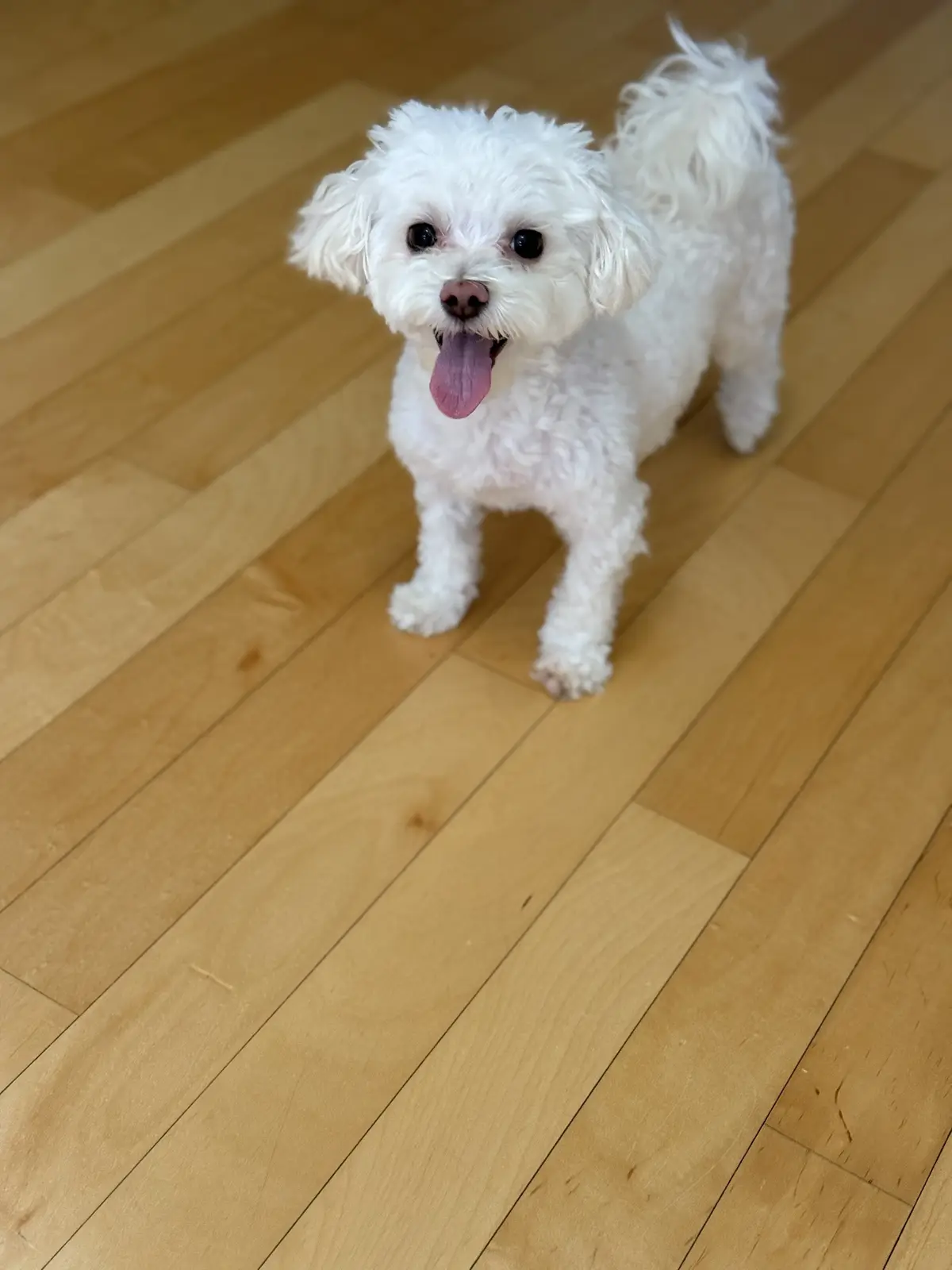 A small, fluffy white dog with its tongue out stands on a light-colored wooden floor, looking up at the camera. The image…