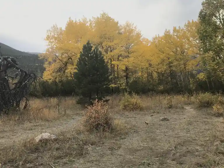 A scenic autumn landscape featuring a cluster of vibrant yellow aspen trees with a single dark green pine tree standing…