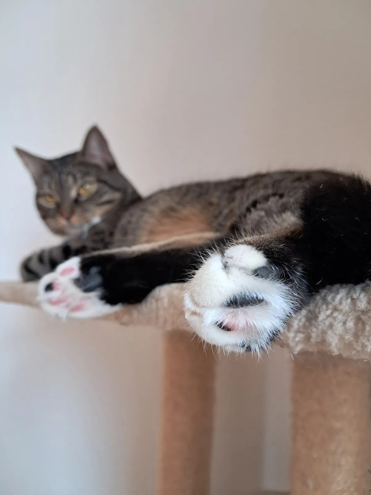 A tabby cat with black and white paws lounges on a beige cat tree, its front paws dangling over the edge. The cat's face is…